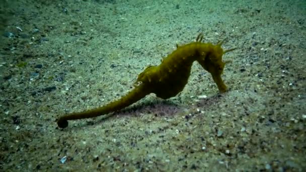 Svarta Havet Odessas Viken Långnosad Sjöhäst Hippocampus Hippocampus — Stockvideo