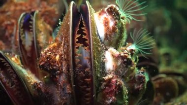 Akdeniz midyesi (Mytilus galloprovincialis) ve crustacea Balanus sp. toplu yerleşim. Karadeniz. Ukrayna.