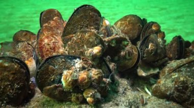 Akdeniz midyesi (Mytilus galloprovincialis) ve crustacea Balanus sp. toplu yerleşim. Karadeniz. Ukrayna.