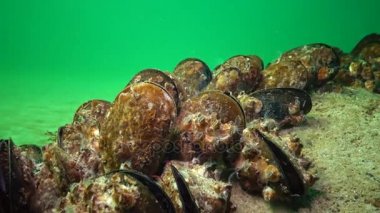 Akdeniz midyesi (Mytilus galloprovincialis) ve crustacea Balanus sp. toplu yerleşim. Karadeniz. Ukrayna.