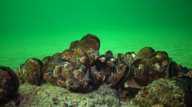 Akdeniz midyesi (Mytilus galloprovincialis) ve crustacea Balanus sp. toplu yerleşim. Karadeniz. Ukrayna.