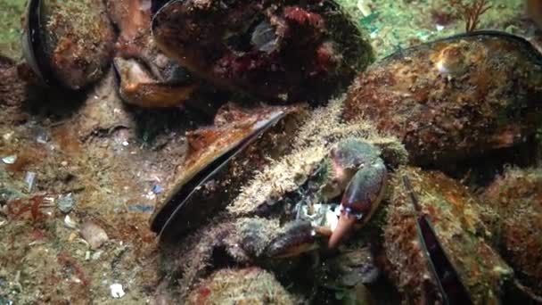 Hairy Crab Pilumnus Hirtellus Sits Bottom Crawls Away Medium Shot — Stock Video