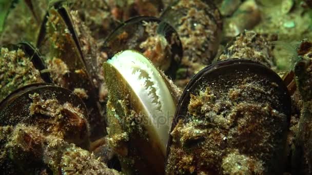 Medelhavet Blåmussla Mytilus Galloprovincialis Och Crustacea Balanus Massa Bosättningen Svarta — Stockvideo