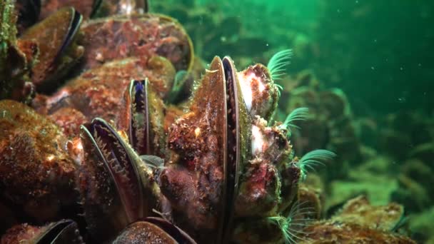 Medelhavet Blåmussla Mytilus Galloprovincialis Och Crustacea Balanus Massa Bosättningen Svarta — Stockvideo