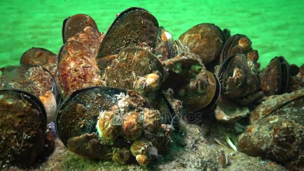 Cozze Mediterranee Mytilus Galloprovincialis Crostacei Balanus Insediamento Massa Mar Nero — Video Stock