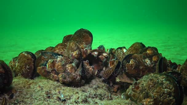 Middelhavsmusling Mytilus Galloprovincialis Krebsdyr Balanus Masseforlig Sortehavet Ukraine – Stock-video