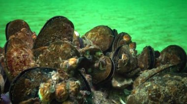 Akdeniz midyesi (Mytilus galloprovincialis) ve crustacea Balanus sp. toplu yerleşim. Karadeniz. Ukrayna.