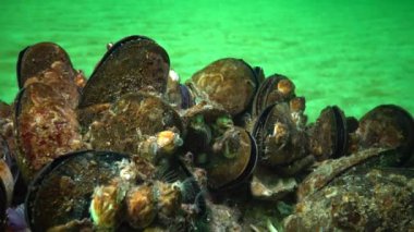 Akdeniz midyesi (Mytilus galloprovincialis) ve crustacea Balanus sp. toplu yerleşim. Karadeniz. Ukrayna.