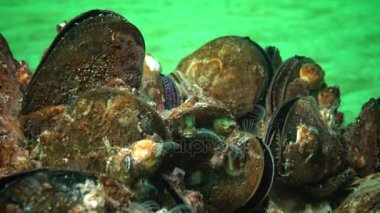 Akdeniz midyesi (Mytilus galloprovincialis) ve crustacea Balanus sp. toplu yerleşim. Karadeniz. Ukrayna.