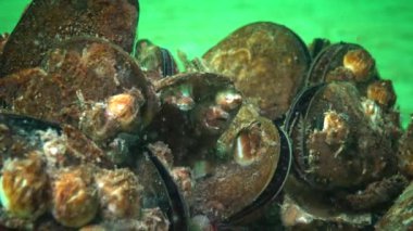 Akdeniz midyesi (Mytilus galloprovincialis) ve crustacea Balanus sp. toplu yerleşim. Karadeniz. Ukrayna.