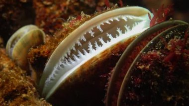 Akdeniz midyesi (Mytilus galloprovincialis) ve crustacea Balanus sp. toplu yerleşim. Karadeniz. Ukrayna.