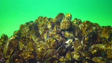 Akdeniz midyesi (Mytilus galloprovincialis) ve crustacea Balanus sp. toplu yerleşim. Karadeniz. Ukrayna.