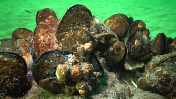 Mussel Mediterrâneo Mytilus Galloprovincialis Crustacea Balanus Assentamento Massa Mar Negro — Vídeo de Stock