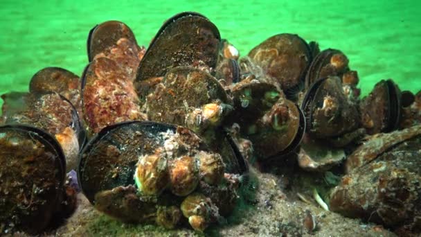 Medelhavet Blåmussla Mytilus Galloprovincialis Och Crustacea Balanus Massa Bosättningen Svarta — Stockvideo