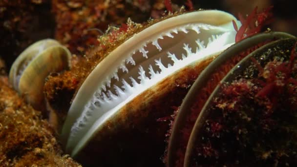 Mediterranean mussel (Mytilus galloprovincialis) and crustacea Balanus sp. Mass settlement. Black Sea. Ukraine. — Stock Footage Mediterranean Mussel Mytilus Galloprovincialis Crustacea Balanus Mass Settlement Black Sea Stock Video