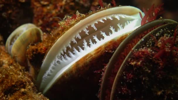 Mussel Mediterrâneo Mytilus Galloprovincialis Crustacea Balanus Assentamento Massa Mar Negro — Vídeo de Stock