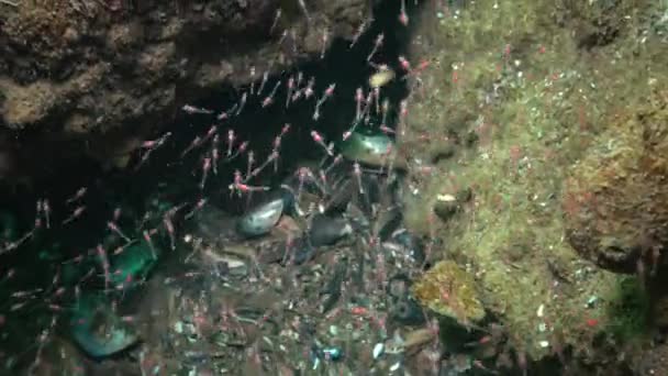 Mysida Sp一群小甲壳类动物 Mysida 在黑海的岩石之间 敖德萨湾 — 图库视频影像