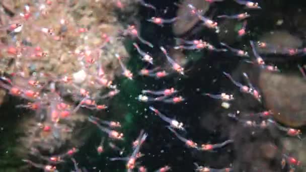 Mysida Bando Pequenos Crustáceos Mysida Entre Rochas Mar Negro Baía — Vídeo de Stock
