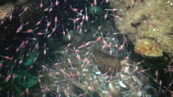Mysida Bando Pequenos Crustáceos Mysida Entre Rochas Mar Negro Baía — Vídeo de Stock