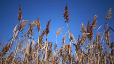 Reed Rüzgar, Bolgradsky district, Lake Yalpug, Ukrayna sallayarak mavi gökyüzü arka planı