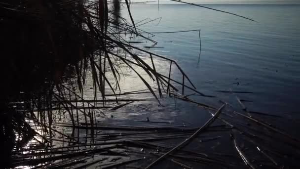 Hermoso Paisaje Lago Caña Seca Reflejo Del Sol Agua Pequeñas — Vídeo de stock