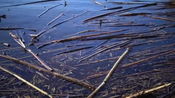 Canne Secche Galleggiano Acqua Vicino Alla Riva Del Lago Regione — Video Stock