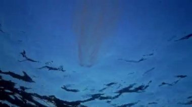 Su planktonları içinde zengin deniz seferleri denizanası ctenophora Mnemiopsis (Mnemiopsis leidyi) taşır. Koyu arka plan. Karadeniz. Ukrayna.