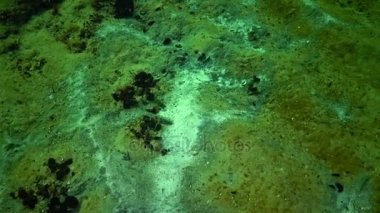 Deniz mantarı, altta küf. Kötü çevre koşulları, ötrofikasyon, deniz kirliliği. Karadeniz, Odessa Körfezi.