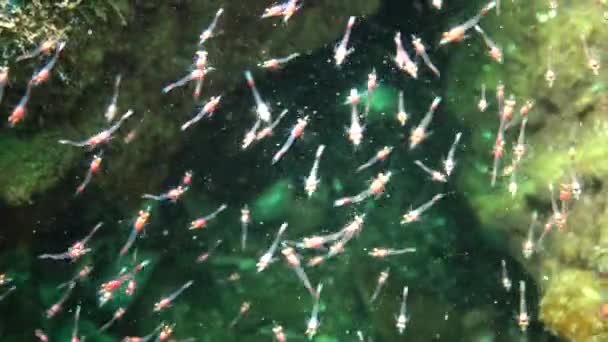 Mysida Troupeau Petits Crustacés Mysida Entre Les Rochers Mer Noire — Video