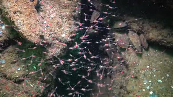 Mysida Una Bandada Pequeños Crustáceos Mysida Entre Rocas Mar Negro — Vídeo de stock