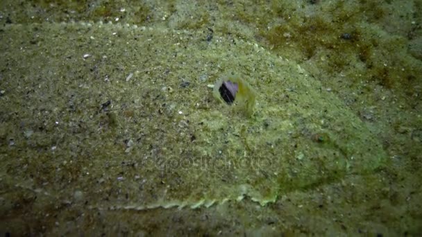 黑海的鱼 扁鱼砂鞋底 Pegusa Lascaris 类似于沙子 慢慢地漂浮和躺在底部 提高鳍 — 图库视频影像