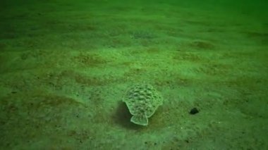 Karadeniz balık. Düz balık kum sole (Pegusa lascaris), kum, yavaş yavaş yüzen ve yalanlar altındaki fin yetiştirme benzer