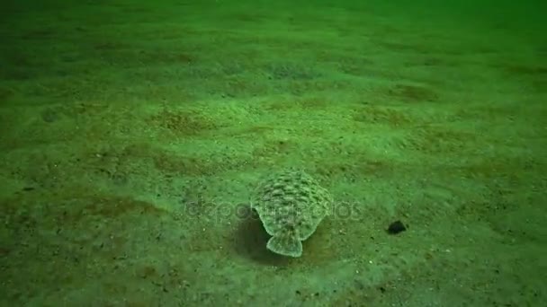 黑海的鱼 扁鱼砂鞋底 Pegusa Lascaris 类似于沙子 慢慢地漂浮和躺在底部 提高鳍 — 图库视频影像