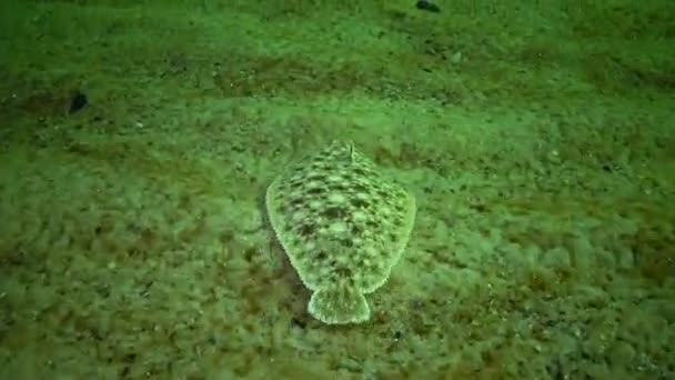 Fisk Svarta Havet Platt Fisk Sand Sole Pegusa Lascaris Liknar — Stockvideo