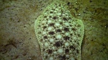 Karadeniz balık. Düz balık kum sole (Pegusa lascaris), kum, yavaş yavaş yüzen ve yalanlar altındaki fin yetiştirme benzer