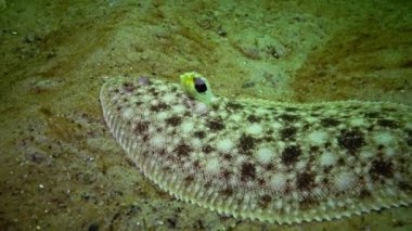 Karadeniz balık. Düz balık kum sole (Pegusa lascaris), kum, yavaş yavaş yüzen ve yalanlar altındaki fin yetiştirme benzer