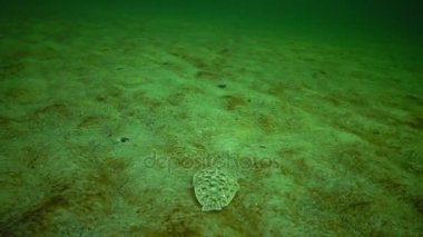 Karadeniz balık. Düz balık kum sole (Pegusa lascaris), kum, yavaş yavaş yüzen ve yalanlar altındaki fin yetiştirme benzer