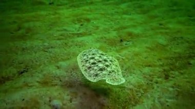 Karadeniz balık. Düz balık kum sole (Pegusa lascaris), kum, yavaş yavaş yüzen ve yalanlar altındaki fin yetiştirme benzer