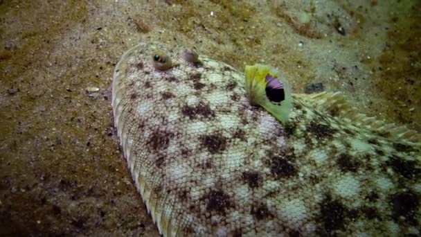 Pesce Del Mar Nero Pesce Piatto Suola Sabbia Pegusa Lascaris — Video Stock