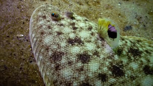 Ψάρια Της Μαύρης Θάλασσας Επίπεδη Ψάρια Άμμο Σόλα Pegusa Του — Αρχείο Βίντεο