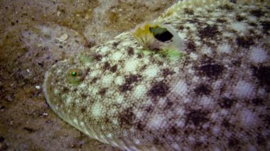 Karadeniz balık. Düz balık kum sole (Pegusa lascaris), kum, yavaş yavaş yüzen ve yalanlar altındaki fin yetiştirme benzer