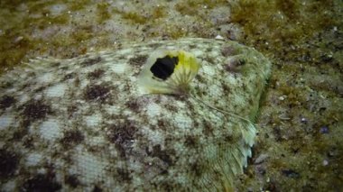 Karadeniz balık. Düz balık kum sole (Pegusa lascaris), kum, yavaş yavaş yüzen ve yalanlar altındaki fin yetiştirme benzer