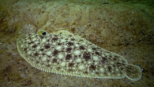 Fish Black Sea Flat Fish Sand Sole Pegusa Lascaris Similar — Stock Video