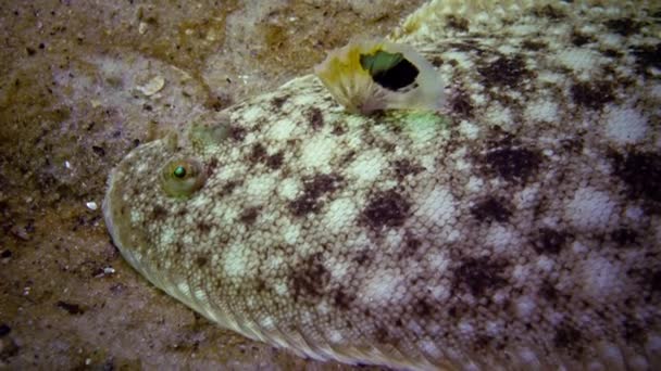 Fish Black Sea Flat Fish Sand Sole Pegusa Lascaris Similar — Stock Video