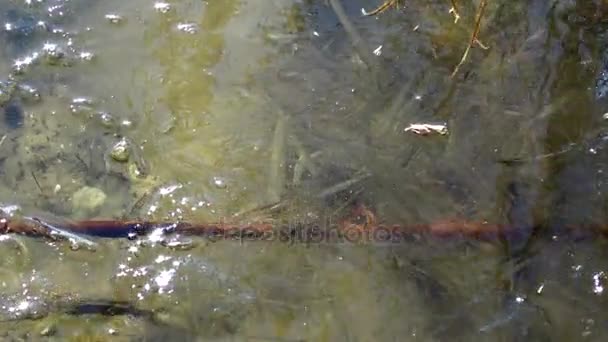 Hielo Cristal Fino Balanceándose Sobre Agua Lago Yalpug Ucrania — Vídeos de Stock