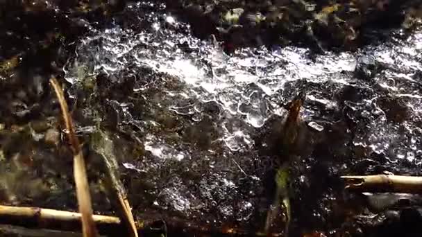 Dünnes Eis Das Vom Wasser Gewaschen Wird Leuchtet Der Sonne — Stockvideo