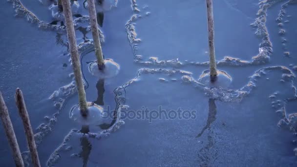 Inverno Sottile Ghiaccio Blu Sull Acqua Congelato Intorno Alla Pannocchia — Video Stock
