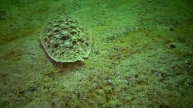 eylem; Aqua; Kuzey Amerika'nın Atlantik Kıyısı; balast suyu; davranış; biyolojik; Biyoloji; Karadeniz; Hazar Denizi; ctenophora; ctenophores; akımları; disbalance; dengesizlik; en erken; ecocatastrophe; ekolojik; Ekoloji; etoloji; Fauna; hydrob