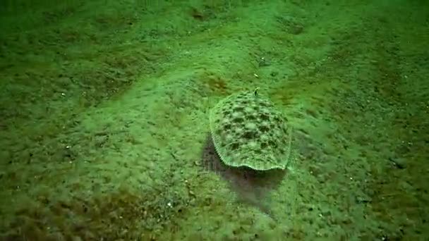Peixe Mar Negro Solha Areia Peixe Liso Pegusa Lascaris Semelhante — Vídeo de Stock