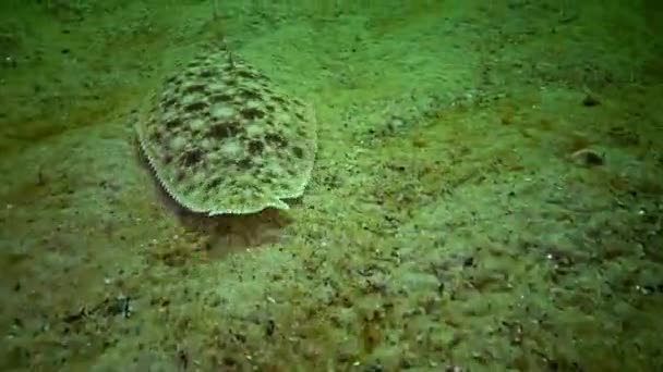 아쿠아 대서양 해안의 북아메리카 밸러스트 생물학 생물학 카스피 Ctenophora Ctenophores — 비디오